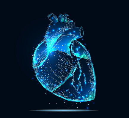 Vector isolated heart. Low poly wireframe and points. Polygonal 3D human organ on dark blue background. Medicine concept with geometry triangle. Abstract heart pain mash line origami