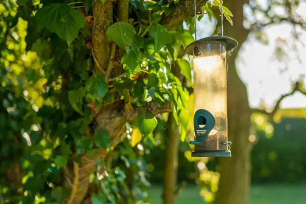 Photo of Close-up, shallow focus of an empty plastic bird feeder seen hanging off a branch during sunset.