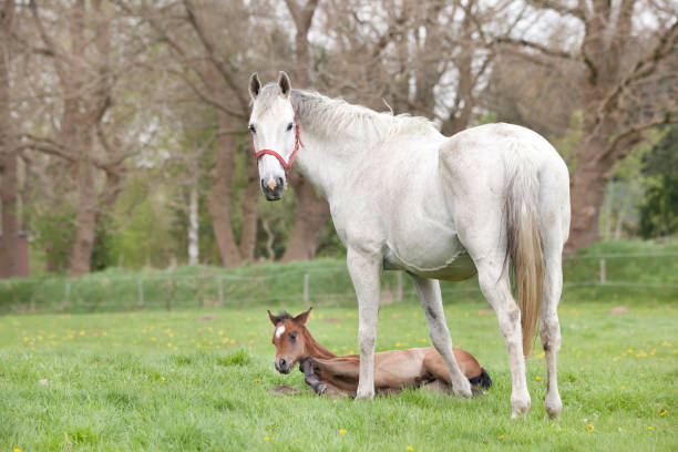 istock Foal lies tired next to mare 984183436