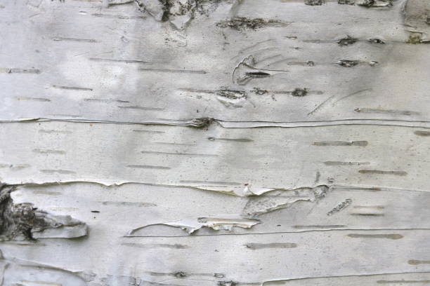 istock Natural background of birch bark 984187070