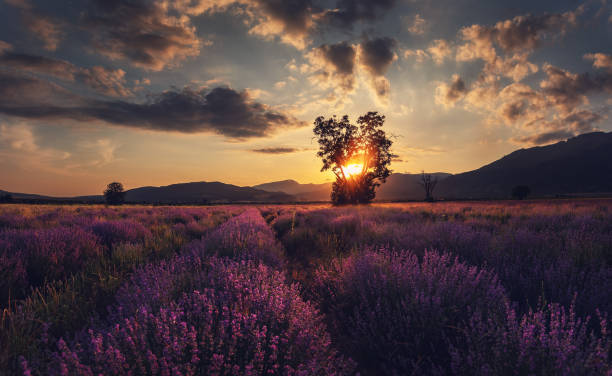 istock Lavender flower blooming scented fields and lonely tree in endless rows 984192214