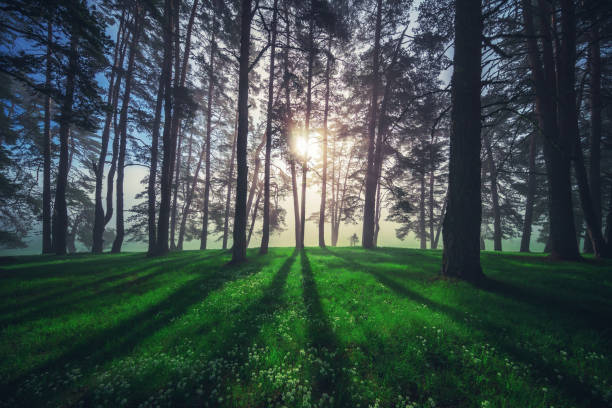 istock Forest landscape and morning fog in spring. 984198642