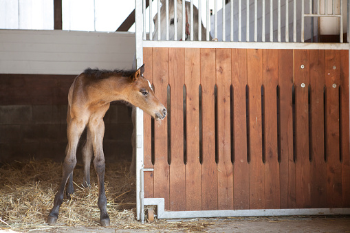 a foal is shakily mute next to the mother and looks out of the horse box