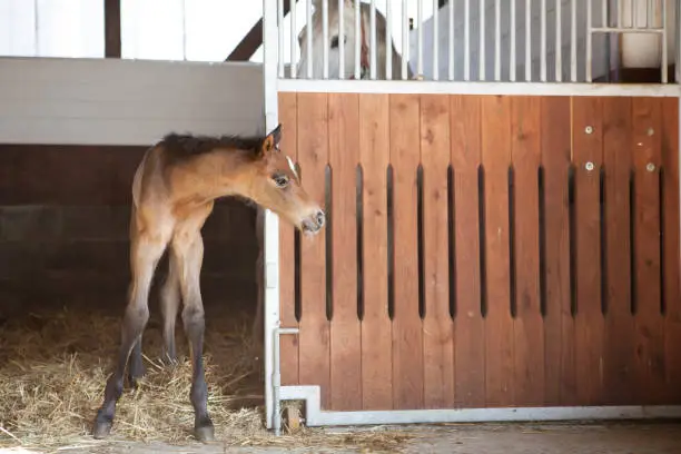 Photo of Foal looks out of horse box