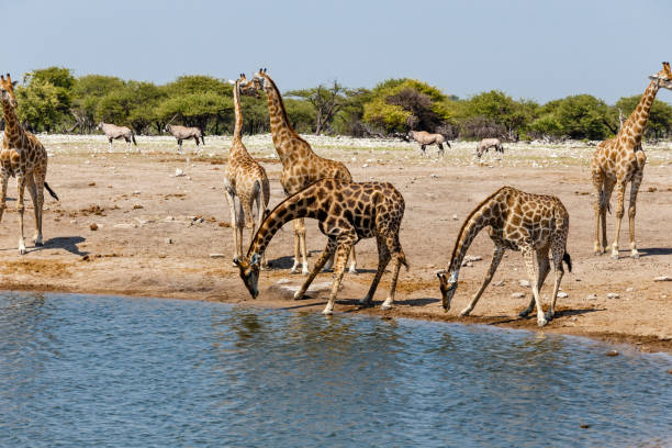 istock Giraffe (Giraffa) at the water hole, 984207950