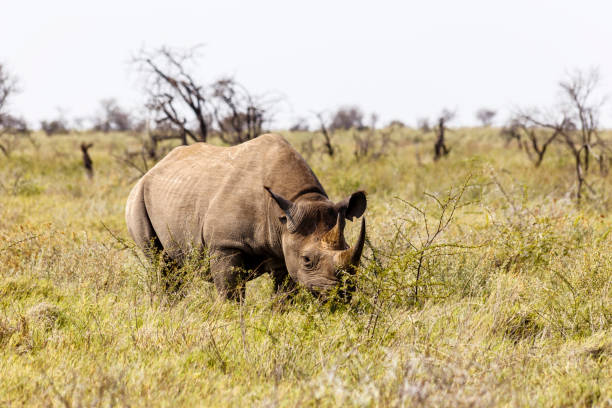 istock white rhinoceros, Ceratotherium simum 984207954