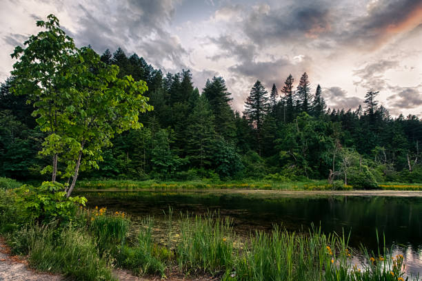 istock Forest pond and wild flowers 984210142