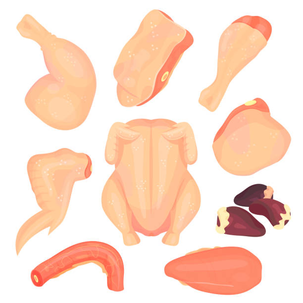 illustrazioni stock, clip art, cartoni animati e icone di tendenza di carne di pollo cruda - animal leg