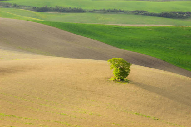 isolated  green tree in a field