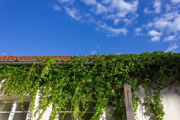 green ivy on a bright historical city wall in south germany area schwaebisch gmuend on a sunshine evening