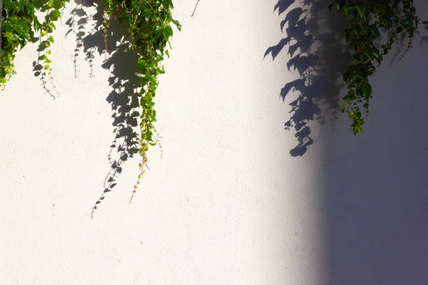 istock green ivy on a bright historical city wall 984214868