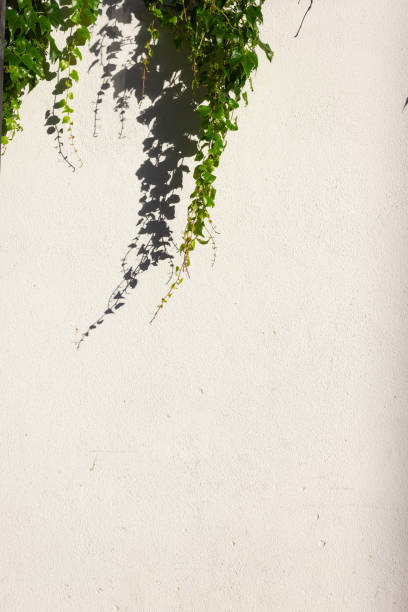 istock green ivy on a bright historical city wall 984214876