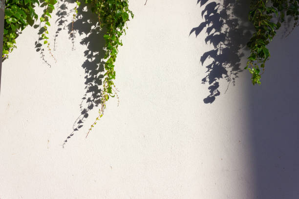 istock green ivy on a bright historical city wall 984214882