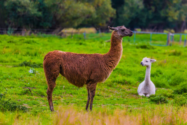 istock Funny llamas graze on a green meadow 984218376