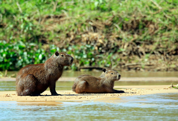 istock Capybaras on River Bank 984219542