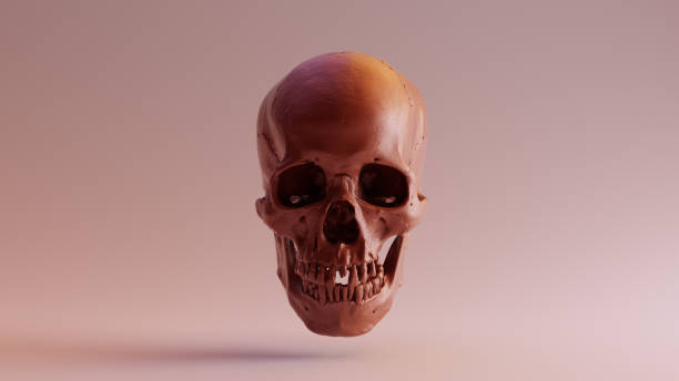 istock Chocolate Clay Skull an Jaw Front 984221690