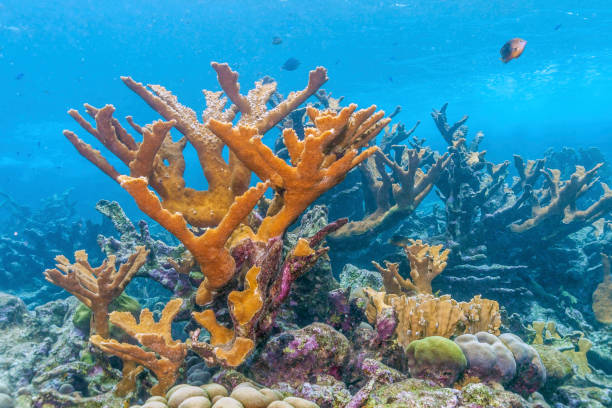 elkhorn koraal (acroporidae palmata) - acropora palmata stockfoto's en -beelden