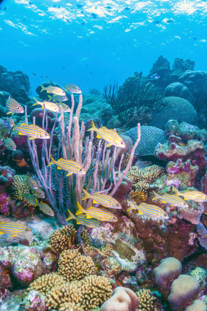 Caribbean coral reef Coral reef in Carbiiean Sea with schooling french grunts french grunt photos stock pictures, royalty-free photos & images