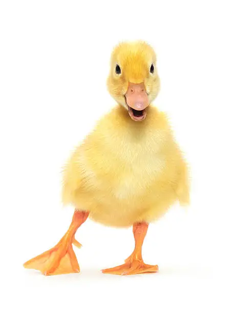 duckling who are represented on a white background