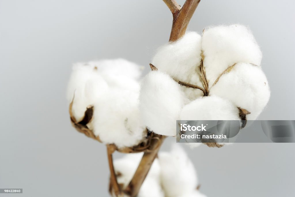 O algodão - Foto de stock de Algodão - Malvaceae royalty-free