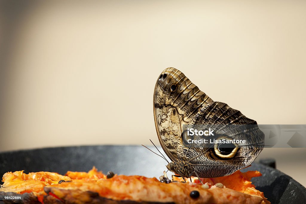 Papillon cible - Photo de Aile d'animal libre de droits