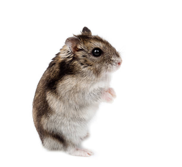 istock Djungarian, Russian Dwarf Hamster, Phodopus sungorus 98423116