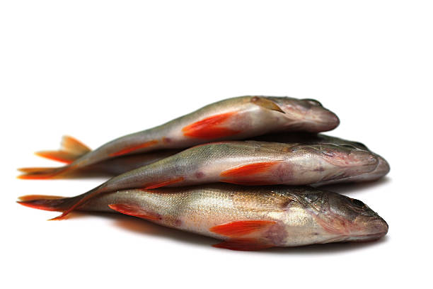 Caught fish on spinning.
