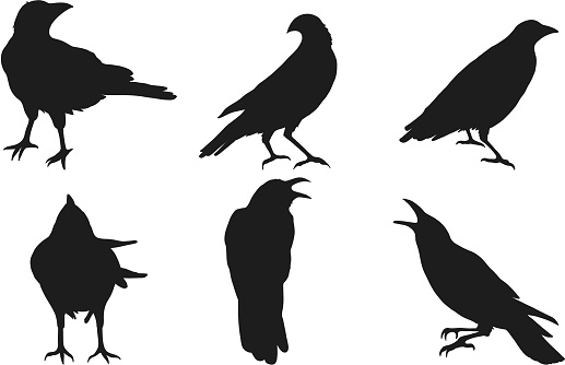 Set of crow vector on white background.Birds vector by hand drawing