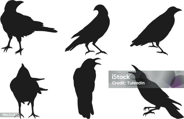 Set Of Crow Vector On White Background Stock Illustration - Download Image Now - Crow - Bird, Raven - Bird, Bird