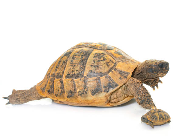 istock Hermanns Tortoise and baby turtles 984242896
