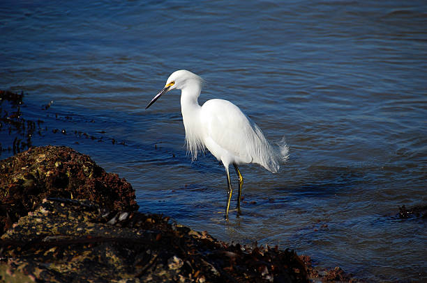 Egret Bird stock photo