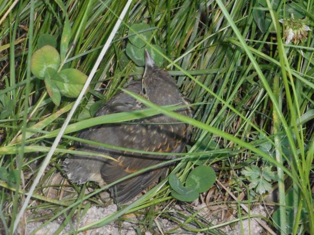 istock chick of a blackbird in the grass 984246612