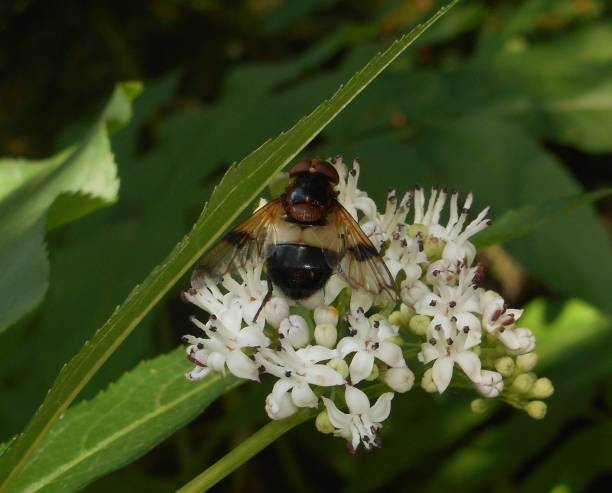 istock hornet mimic hoverfly big fly on a elder flower 984248924