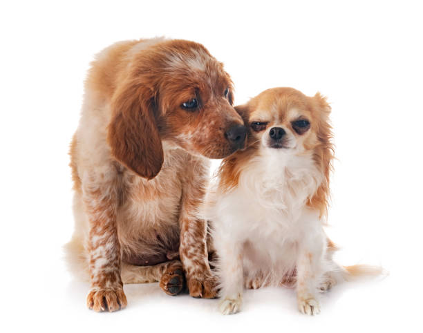 istock puppy brittany spaniel and chihuahua 984253646