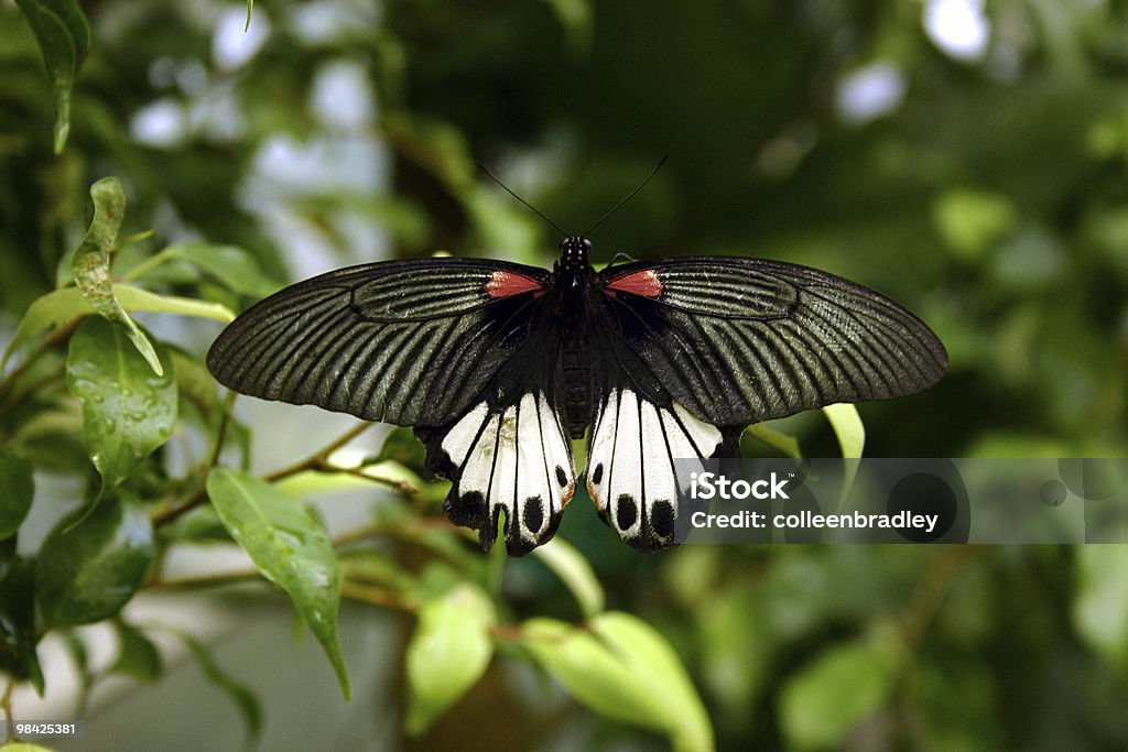 Butterfly Closeup of Butterfly Animal Wildlife Stock Photo