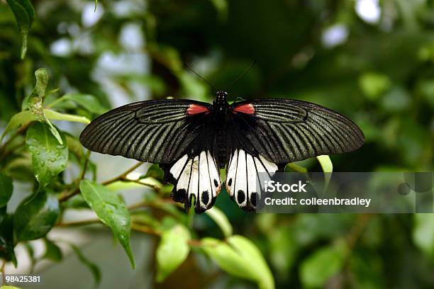 Butterfly Stock Photo - Download Image Now - Animal Wildlife, Animal Wing, Animals In The Wild