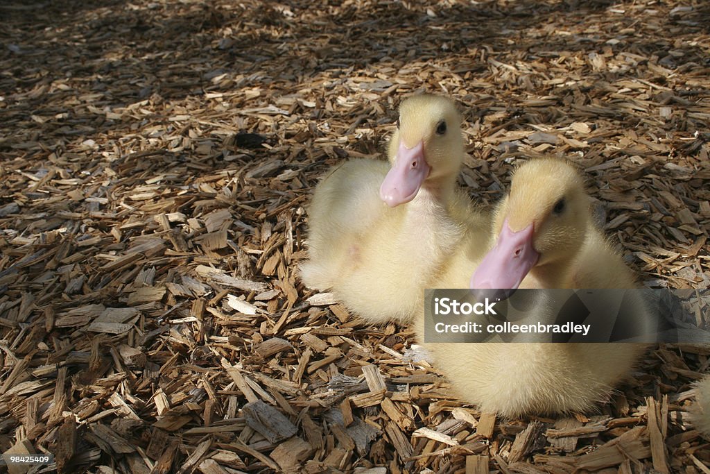 Two Little Easter Ducks Two little ducks sitting on pine bark Agriculture Stock Photo