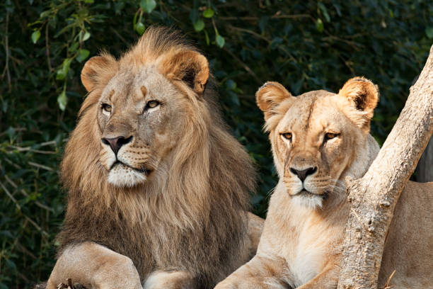 Lion Couple Lion Couple closeup asian lion stock pictures, royalty-free photos & images