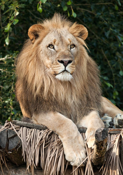 Lion close-up portrait Lion head close-up asian lion stock pictures, royalty-free photos & images