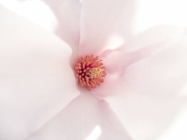 detalhes de flor de magnólia - sweet magnolia tree blossom white - fotografias e filmes do acervo