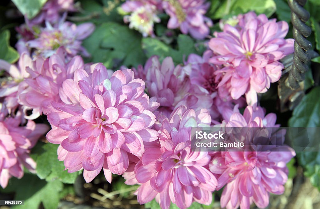 Rosa mums - Foto de stock de Aire libre libre de derechos