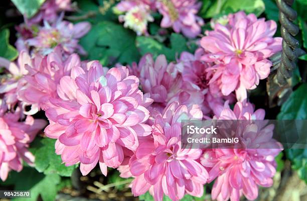 Rosa Mums Foto de stock y más banco de imágenes de Aire libre - Aire libre, Belleza de la naturaleza, Color - Tipo de imagen