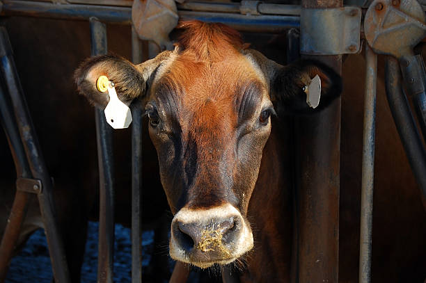 Dairy Cow stock photo