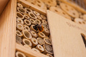 Wild bee on a natural wooden bee house