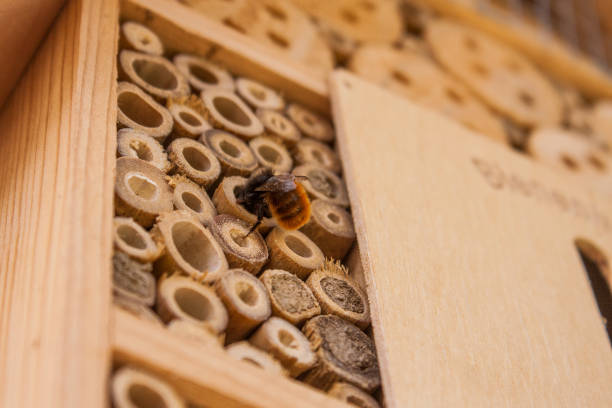 Wild bee on a natural wooden bee house Close up of a wild bee building its home in a wooden bee hotel hanging on the outside wall of a house. Insect house is a manmade structure created to provide shelter for insects. apiary photos stock pictures, royalty-free photos & images