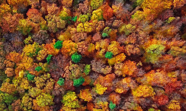 上から直接作られた秋の森空中の背景 - forest autumn aerial view leaf ストックフォトと画像