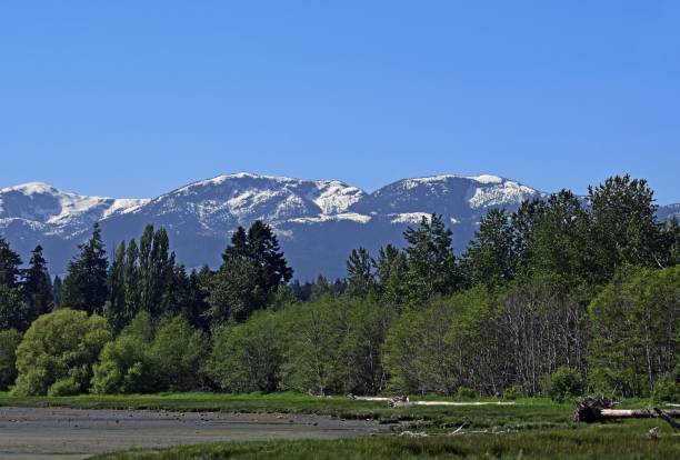 istock estuary view towards the Strathcona Park Mountain Range 984263154