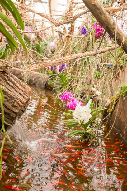 istock Colourful tropical garden with a decorative pond 984263184