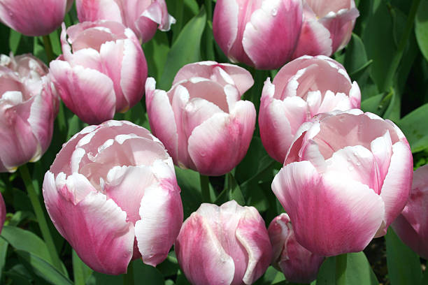 Lavender Colored Tulips stock photo