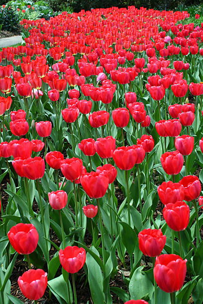 Red Tulip Background stock photo